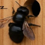 carpenter bee